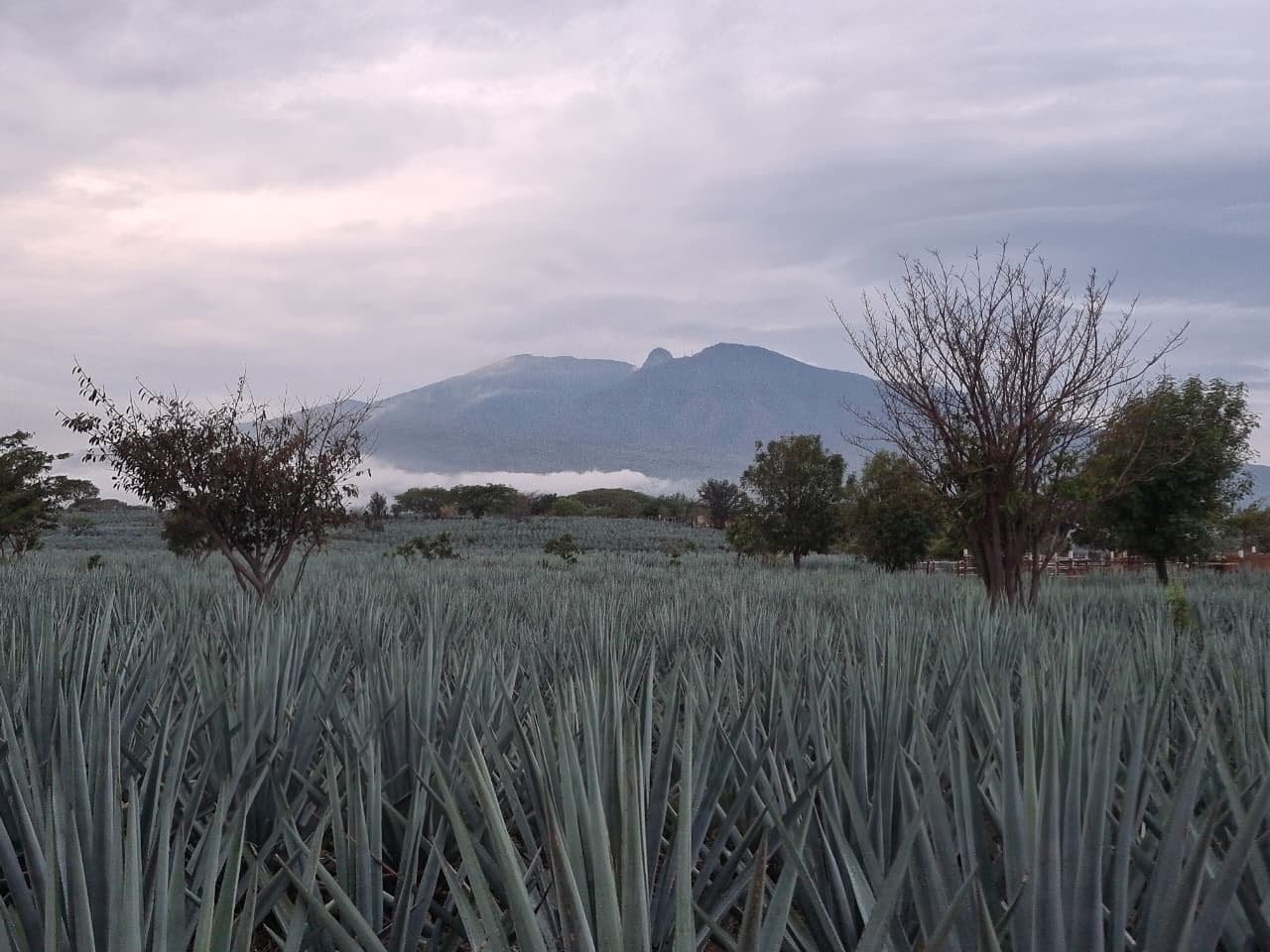 Campos de Agave Casa Dolores